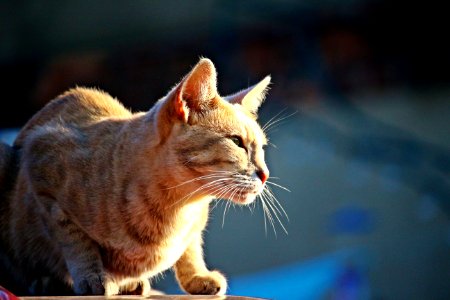 Cat Whiskers Facial Expression Small To Medium Sized Cats photo