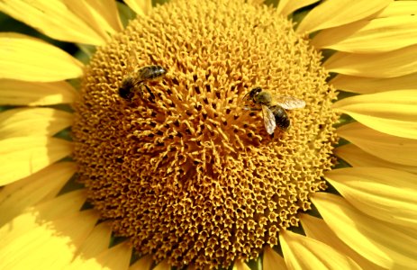 Sunflower Flower Honey Bee Bee photo