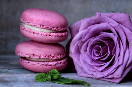 Macaroon Pink Sweetness Magenta