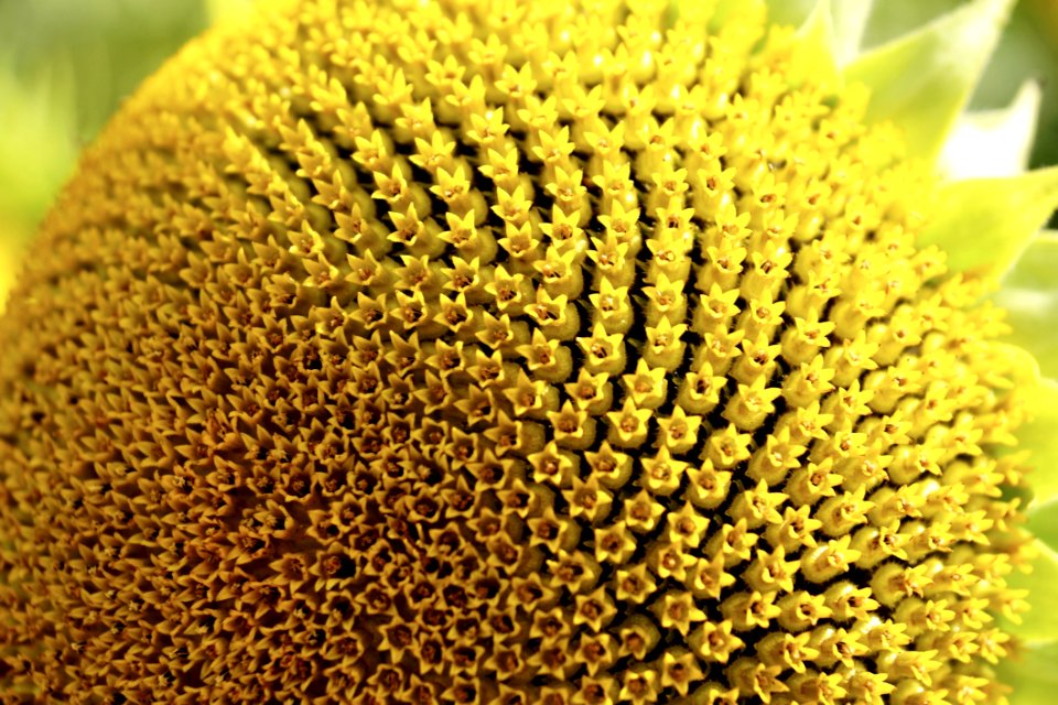 Sunflower Sunflower Seed Flower Pollen