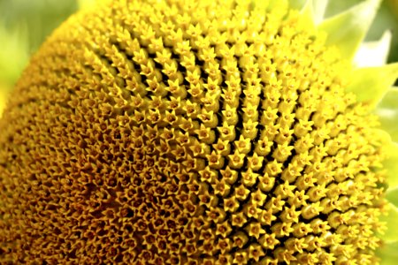 Sunflower Sunflower Seed Flower Pollen photo