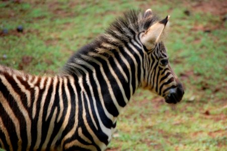 Wildlife Terrestrial Animal Zebra Fauna photo