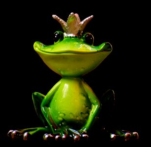 Ranidae Tree Frog Frog Vertebrate