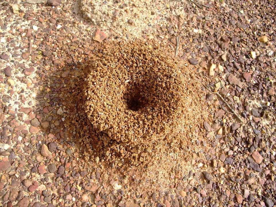 Nature colony worker
