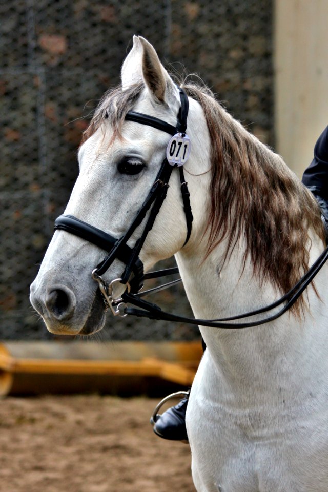 Horse Bridle Rein Horse Tack