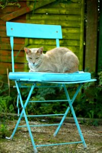 Green Fauna Cat Small To Medium Sized Cats