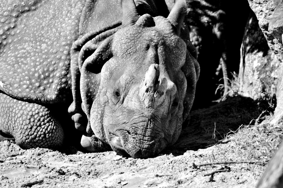 Black Black And White Mammal Fauna