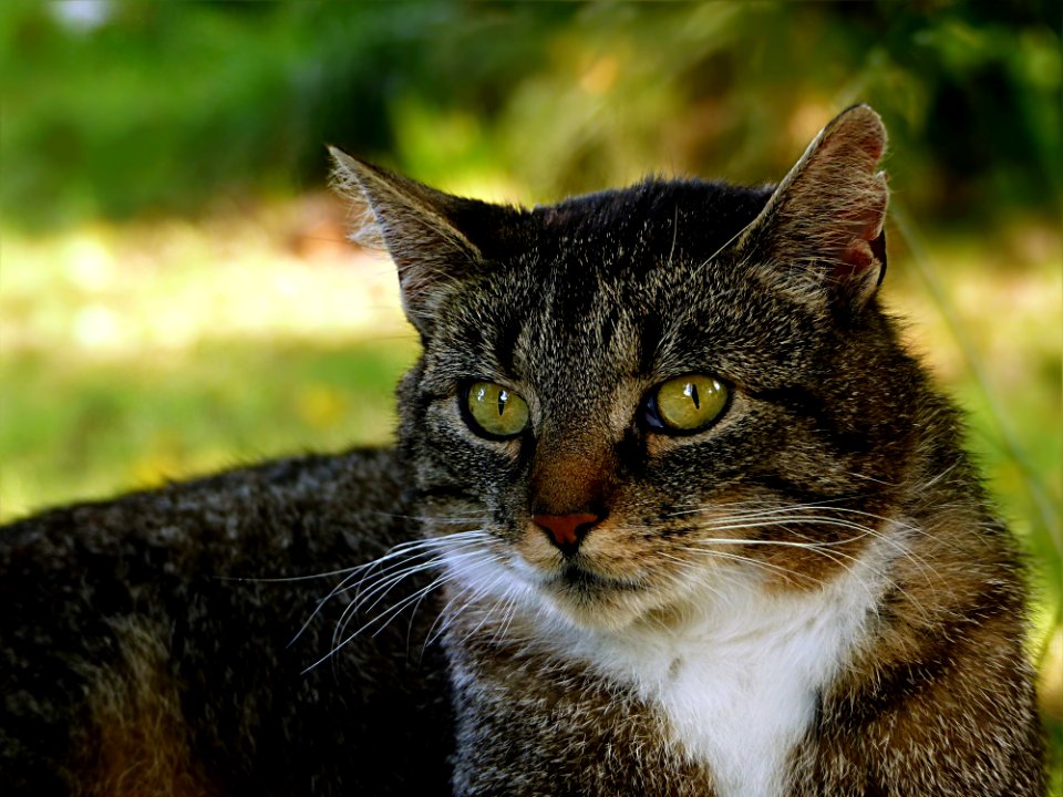 Cat Whiskers Fauna Mammal
