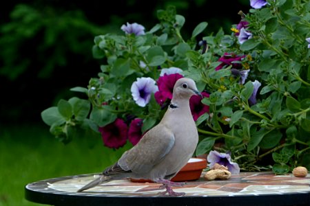Bird Fauna Flora Beak