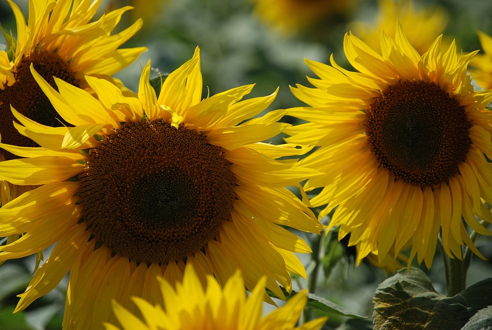 Flower sunflower seed floral