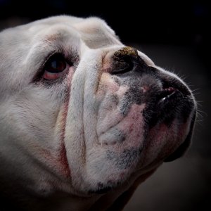 Dog Face Dog Like Mammal Dog Breed