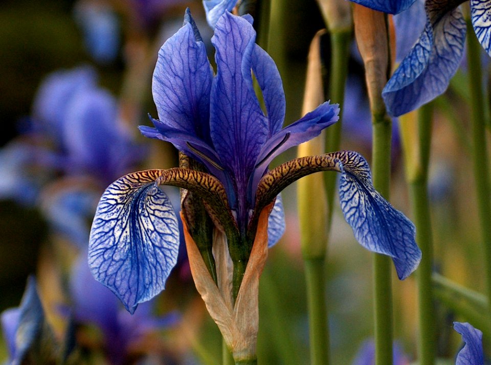 Flower Plant Flora Iris Versicolor