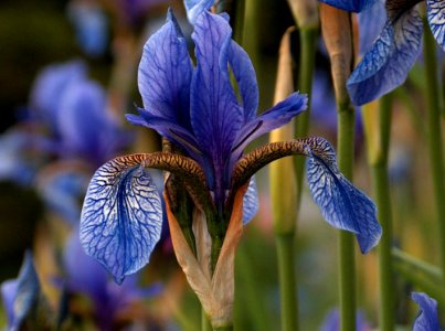 Flower Plant Flora Iris Versicolor