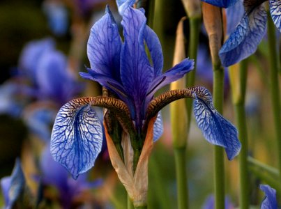 Flower Plant Flora Iris Versicolor photo