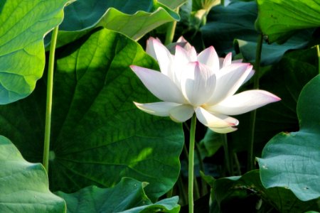 Flower Plant Sacred Lotus Lotus photo