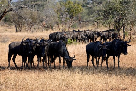 Wildebeest Herd Wildlife Terrestrial Animal photo