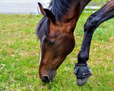 Horse Bridle Mane Halter photo