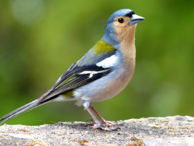 Bird Fauna Beak Finch