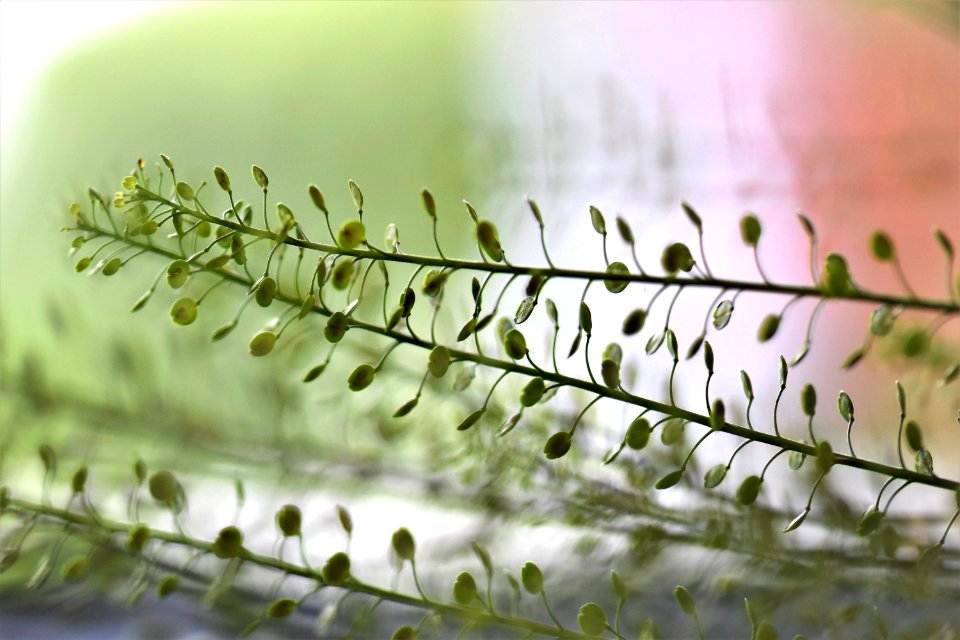 Leaf Close Up Morning Moisture