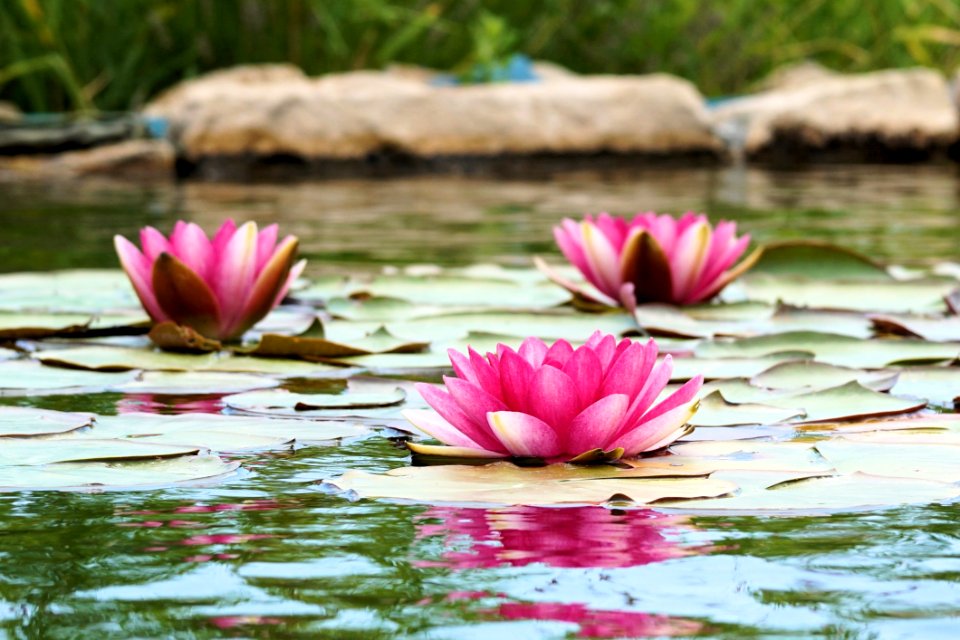 Flower Pink Flora Plant