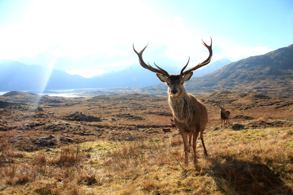 Wildlife Deer Ecosystem Wilderness