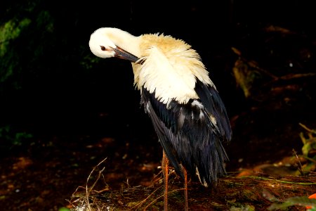 Beak Bird Fauna Stork