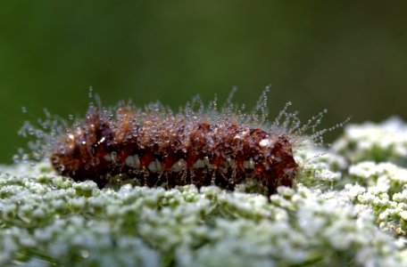 Larva Caterpillar Insect Invertebrate