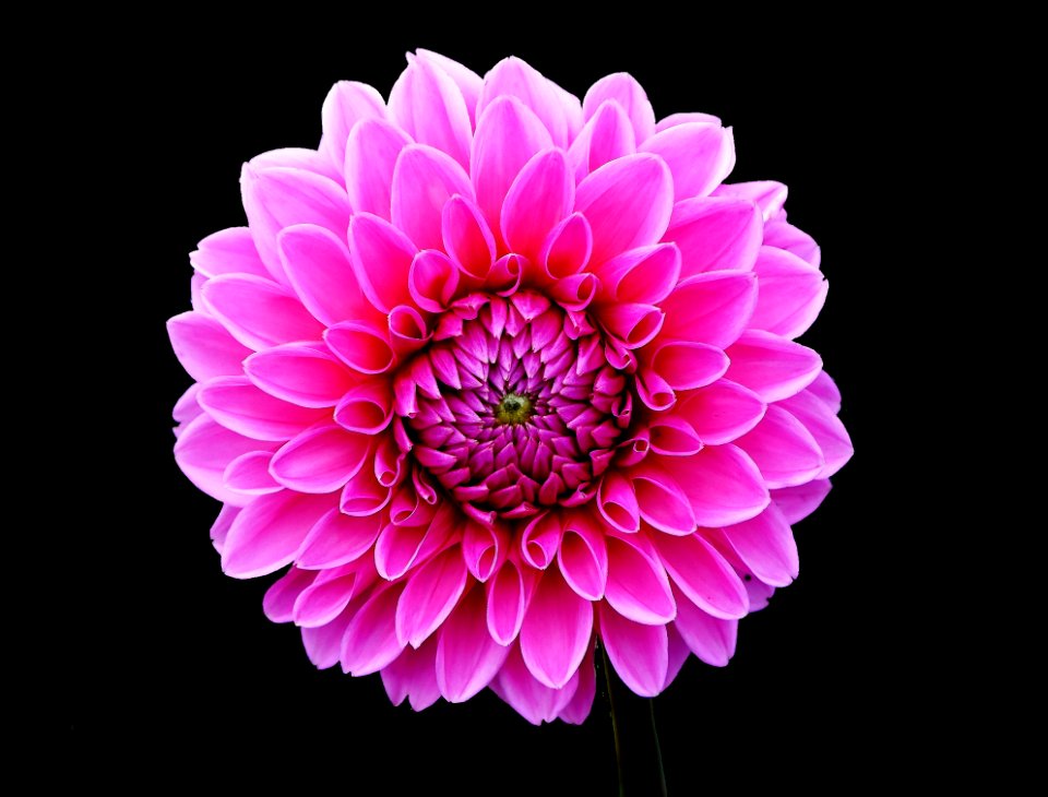 Flower Flowering Plant Pink Dahlia photo