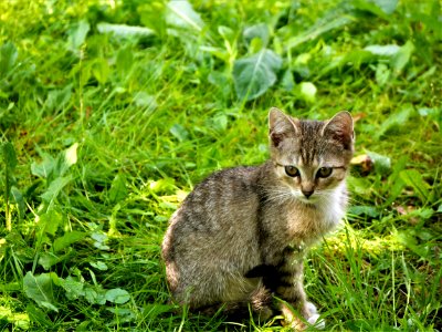 Cat Fauna Mammal Grass photo