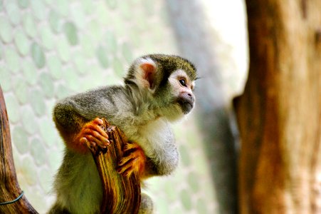 Fauna Mammal Macaque Primate photo