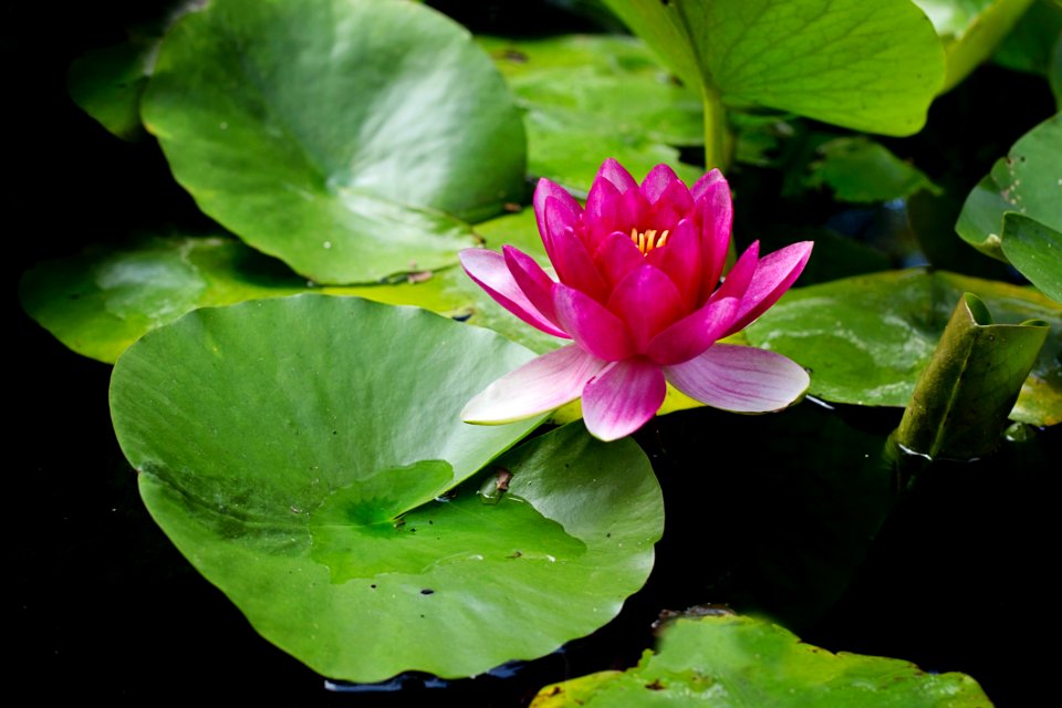 Flower Plant Flora Sacred Lotus