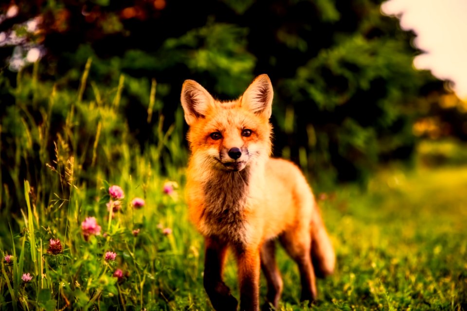Fox Red Fox Mammal Wildlife