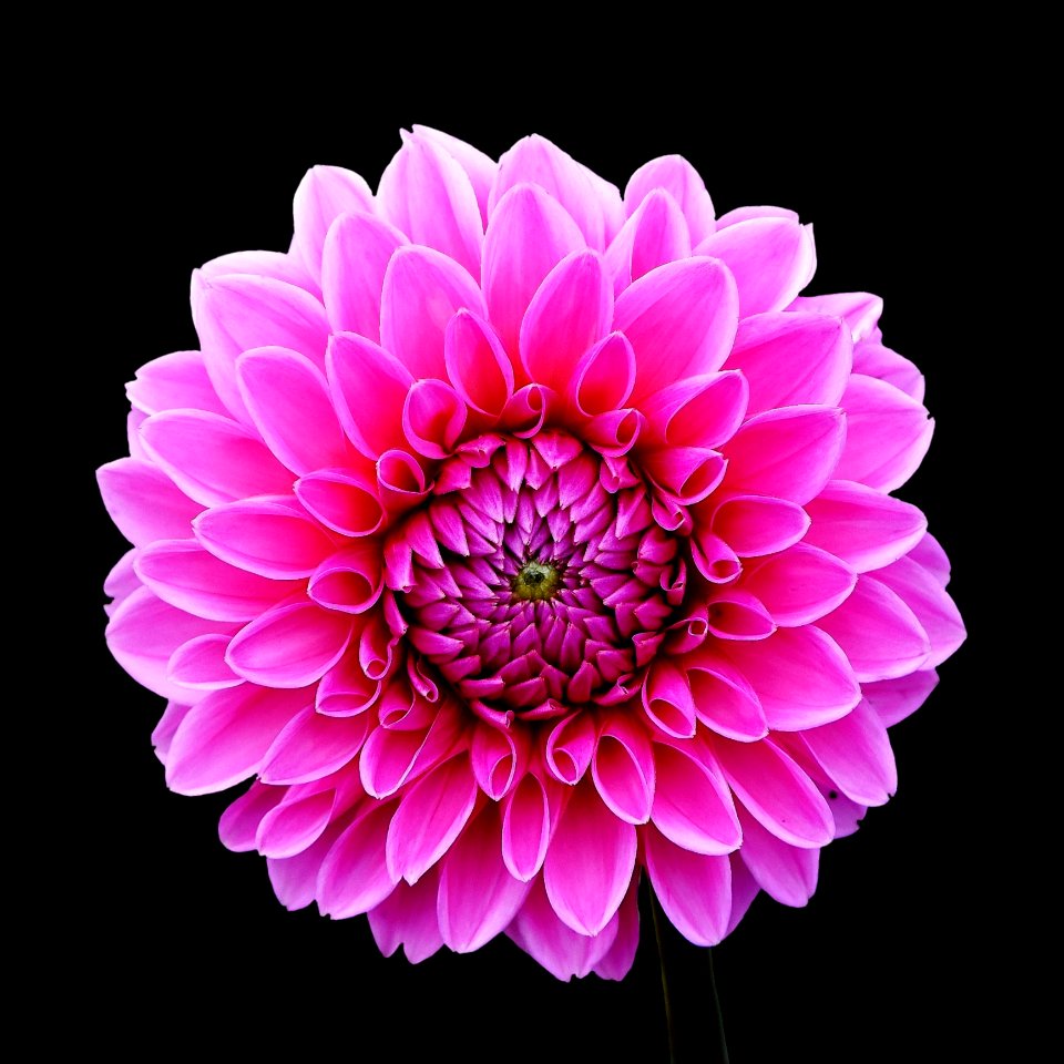 Flower Flowering Plant Pink Dahlia photo