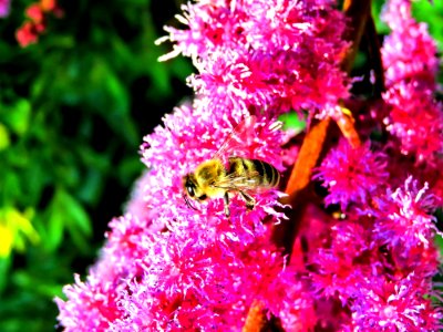 Pink Flower Flora Plant