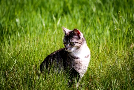 Cat Grass Fauna Small To Medium Sized Cats photo