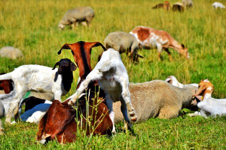 Herd Pasture Grazing Fauna photo