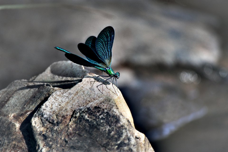 Insect Invertebrate Moths And Butterflies Macro Photography