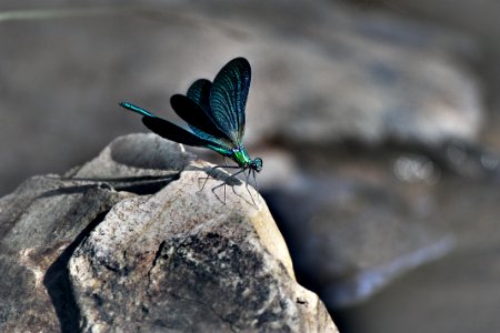 Insect Invertebrate Moths And Butterflies Macro Photography photo