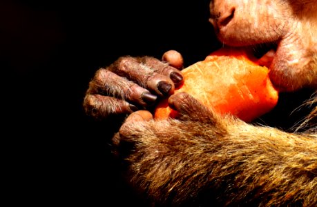 Mammal Fauna Snout Organism