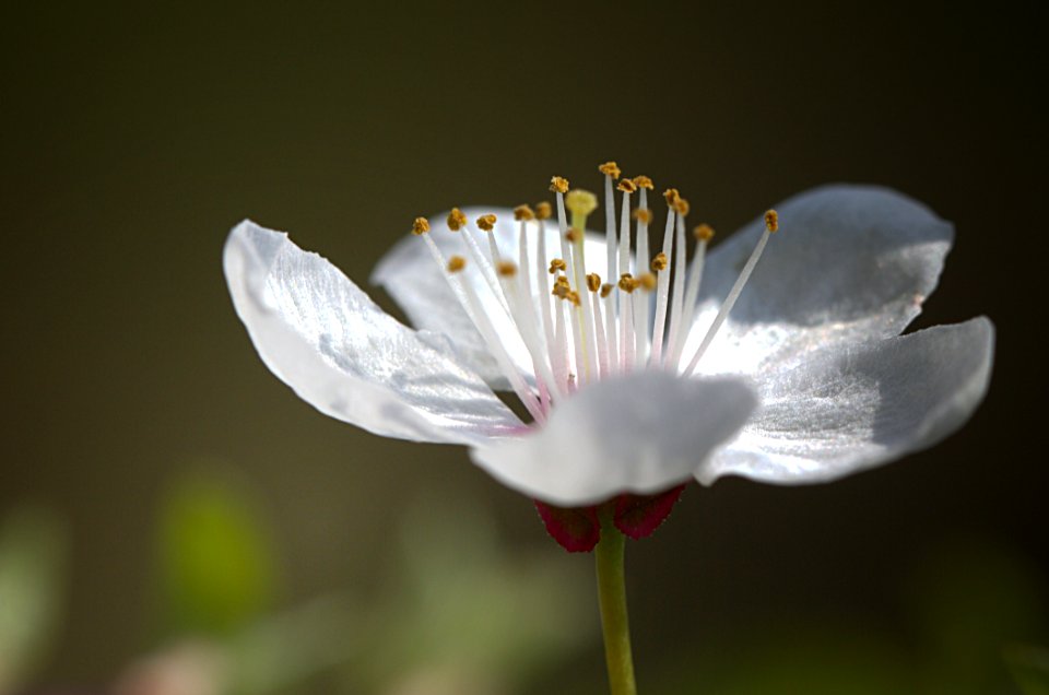 Flower White Wildflower Flora