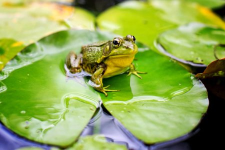 Frog Ranidae Amphibian Fauna