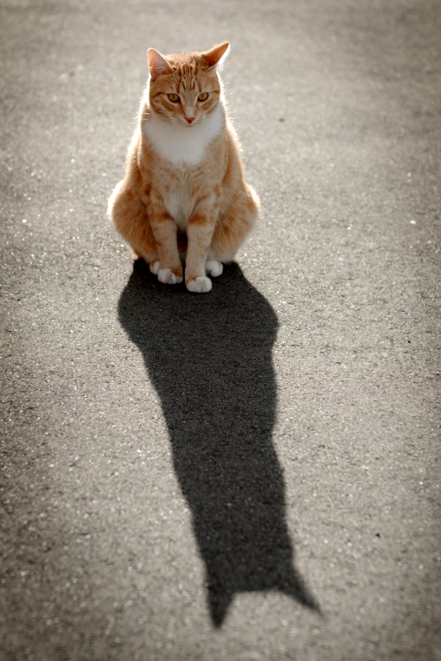 Cat Small To Medium Sized Cats Cat Like Mammal Whiskers