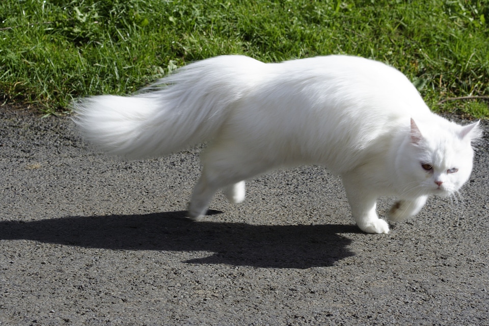 Sweet dear persian cat