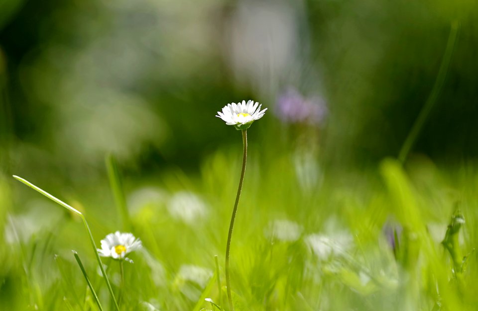 Flower Meadow Grass Wildflower