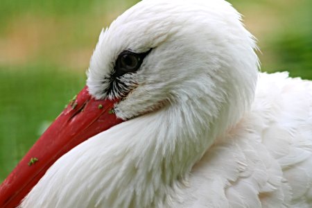 Beak Bird Stork Fauna photo