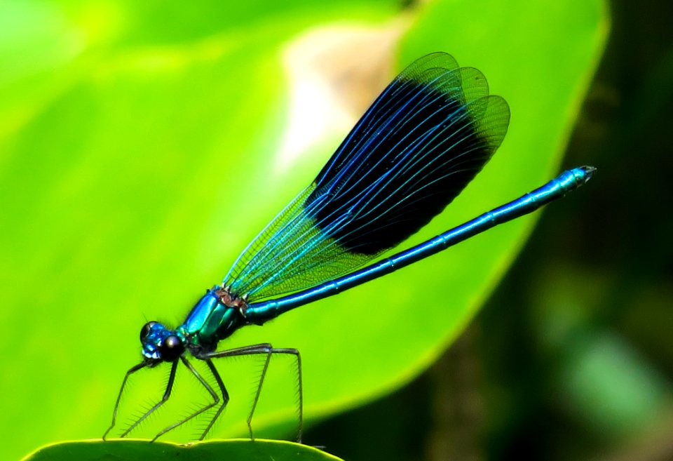 Damselfly Insect Dragonflies And Damseflies Dragonfly
