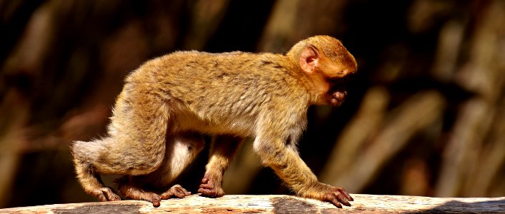 Fauna Mammal Macaque Primate