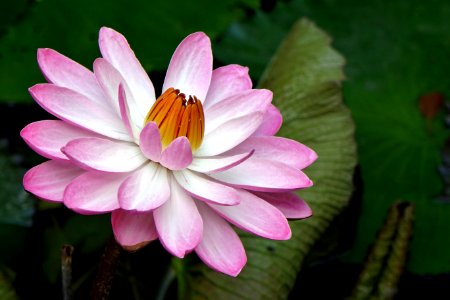 Flower Flora Pink Plant