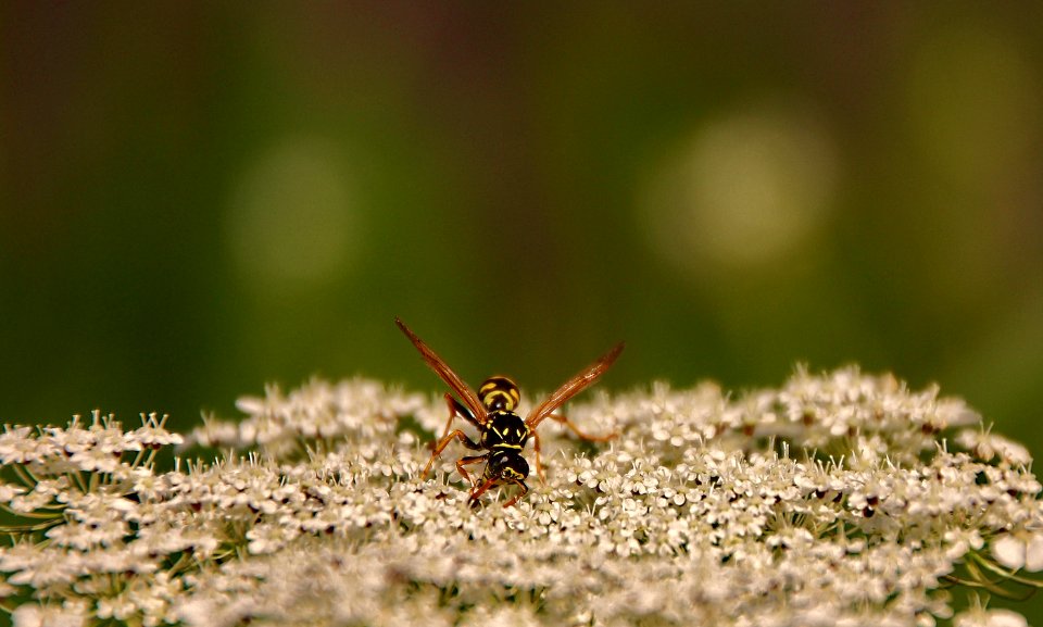 Insect Invertebrate Macro Photography Fauna