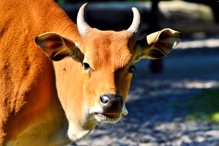 Horn Cattle Like Mammal Wildlife Fauna photo